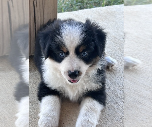 Medium Photo #5 Miniature Australian Shepherd Puppy For Sale in CANTON, TX, USA