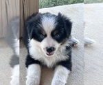 Small #4 Miniature Australian Shepherd