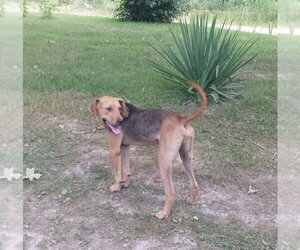 JuJu Mac - Male Mutt Dog for Adoption - Photo #3