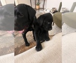Small #6 Golden Labrador