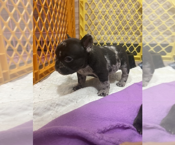 Medium Photo #3 French Bulldog Puppy For Sale in LOWRY CITY, MO, USA