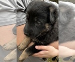 Small #2 German Shepherd Dog