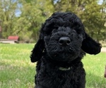 Small Photo #3 Goldendoodle Puppy For Sale in EDMOND, OK, USA