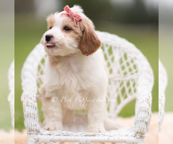 Medium Photo #3 Goldendoodle (Miniature) Puppy For Sale in WARSAW, IN, USA
