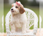 Small #2 Goldendoodle (Miniature)