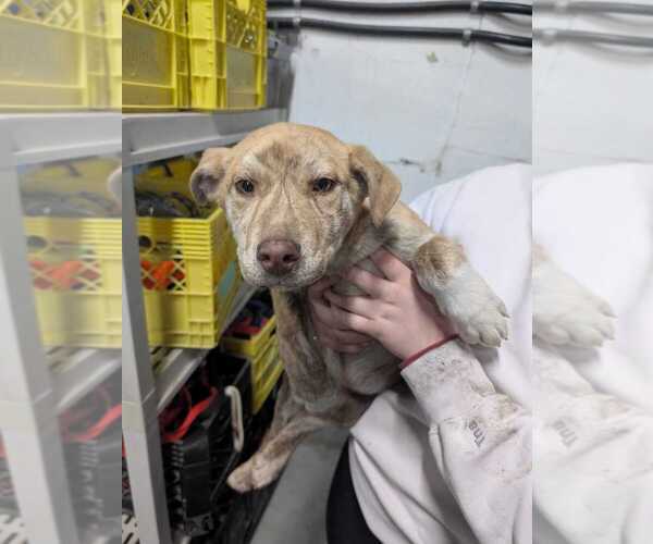 Medium Photo #2 Catahoula Leopard Dog-Labrador Retriever Mix Puppy For Sale in Calgary, Alberta, Canada