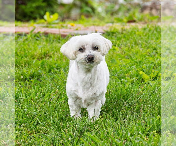 Medium Photo #3 Maltese Puppy For Sale in Arlington, VA, USA