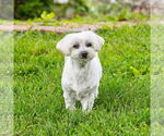 Small #2 Maltese