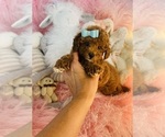 Small #4 Poodle (Toy)