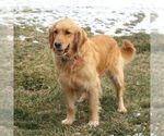 Small Photo #1 Golden Retriever Puppy For Sale in COATESVILLE, PA, USA