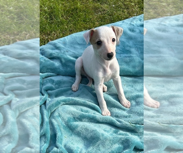 Medium Photo #1 Whippet Puppy For Sale in ONEIDA, TN, USA