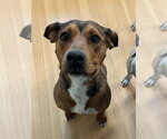Small #1 Mutt