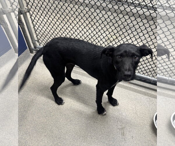 Medium Photo #2 Labrador Retriever-Unknown Mix Puppy For Sale in Sterling, MA, USA