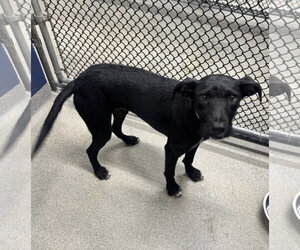 Trixie 7 months old AVA 9/30 - Female Labrador Retriever-Unknown Mix Dog for Adoption - Photo #2
