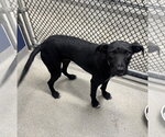 Small Photo #2 Labrador Retriever-Unknown Mix Puppy For Sale in Sterling, MA, USA