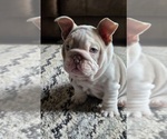 Small #1 English Bulldog