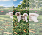 Small Photo #8 Shih Tzu Puppy For Sale in Weston, FL, USA