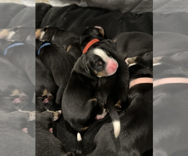Medium Photo #2 Bernese Mountain Dog Puppy For Sale in NEWBURGH, NY, USA