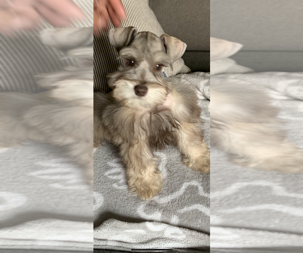 Medium Photo #1 Schnauzer (Miniature) Puppy For Sale in DIXON, CA, USA