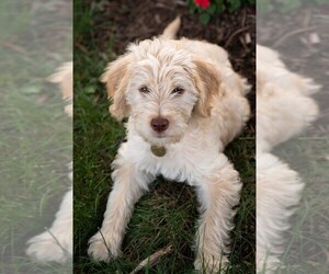 Labradoodle Puppy for sale in CHARLOTTE, NC, USA