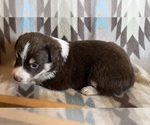 Small #5 Miniature Australian Shepherd