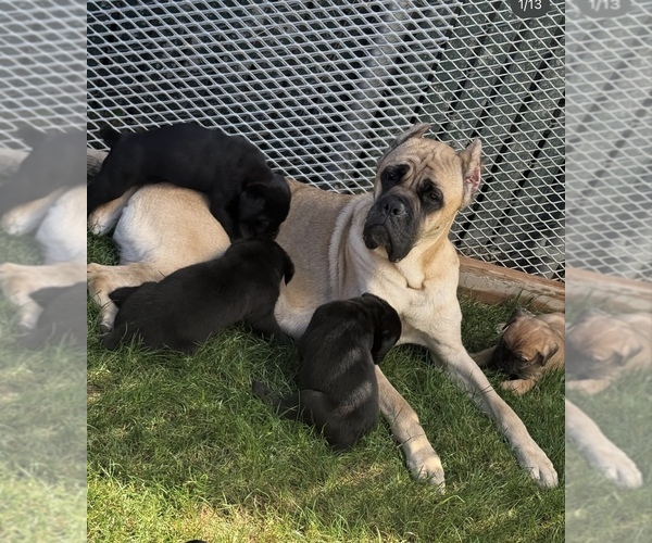 Medium Photo #1 Cane Corso Puppy For Sale in PORTLAND, OR, USA