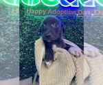 Small #1 American Staffordshire Terrier-Labrador Retriever Mix