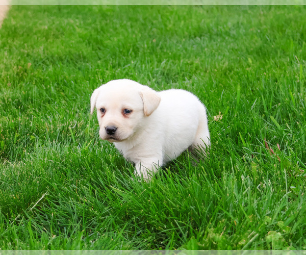 Medium Photo #4 Labrador Retriever Puppy For Sale in SYRACUSE, IN, USA