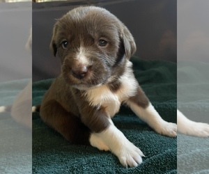 Newfoundland Mix Puppy for Sale in WAPATO, Washington USA