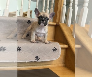 French Bulldog Puppy for sale in LYNWOOD, IL, USA