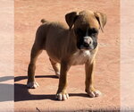 Small #1 Boxer