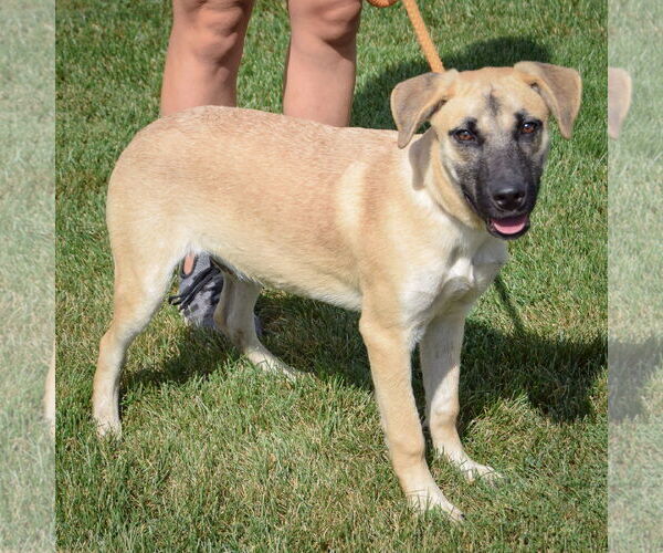 Medium Photo #2 Shepradors Puppy For Sale in Huntley, IL, USA