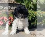 Small #1 Havanese