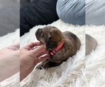 Small Photo #97 Bernedoodle Puppy For Sale in BELMONT, NC, USA