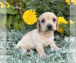 Small #2 Dachshund