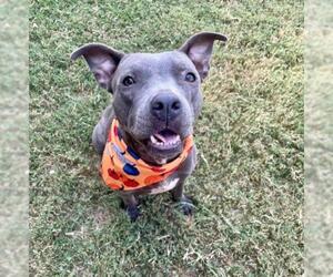 Mutt Dogs for adoption in Tulsa, OK, USA