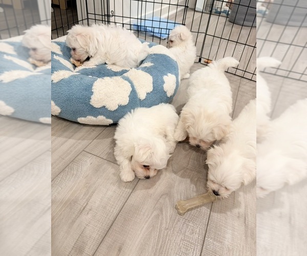 Medium Photo #3 Maltese Puppy For Sale in SANTA CLARITA, CA, USA