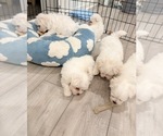 Small #2 Maltese
