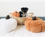 Puppy Puppy 4 Yorkshire Terrier