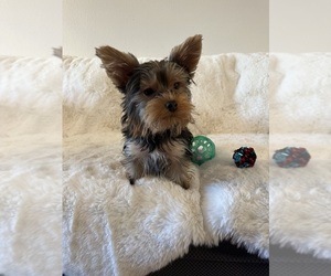Yorkshire Terrier Puppy for sale in BATTLE GROUND, WA, USA