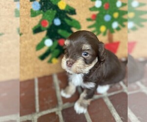 Havanese Puppy for sale in JACKSONVILLE, FL, USA