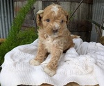 Small #7 Cavapoo
