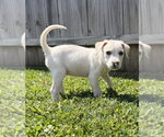 Small #2 Jack Russell Terrier Mix