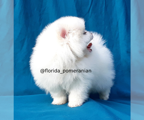 Medium Photo #7 Pomeranian Puppy For Sale in PALM BCH GDNS, FL, USA