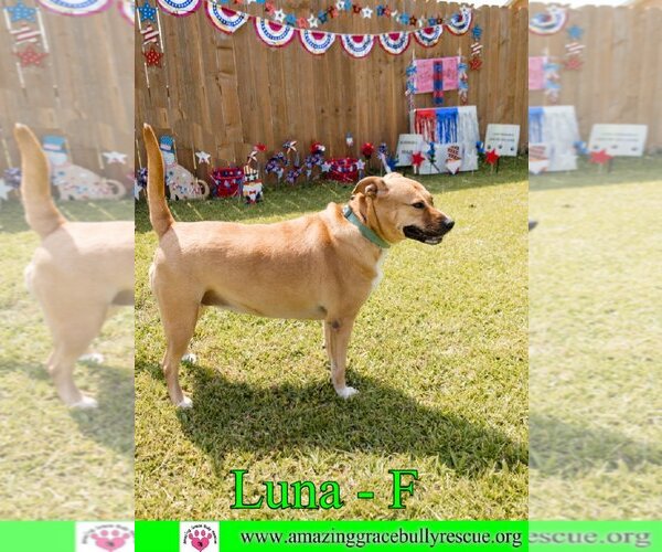 Medium Photo #15 Black Mouth Cur-Unknown Mix Puppy For Sale in Pensacola, FL, USA