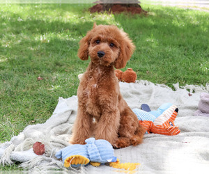 Cavapoo (Miniature) Puppy for Sale in SYRACUSE, Indiana USA