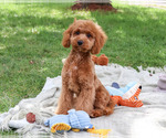 Donut - Male Cavapoo (Miniature) Puppy for Sale - Small photo