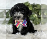 Small #16 Morkie