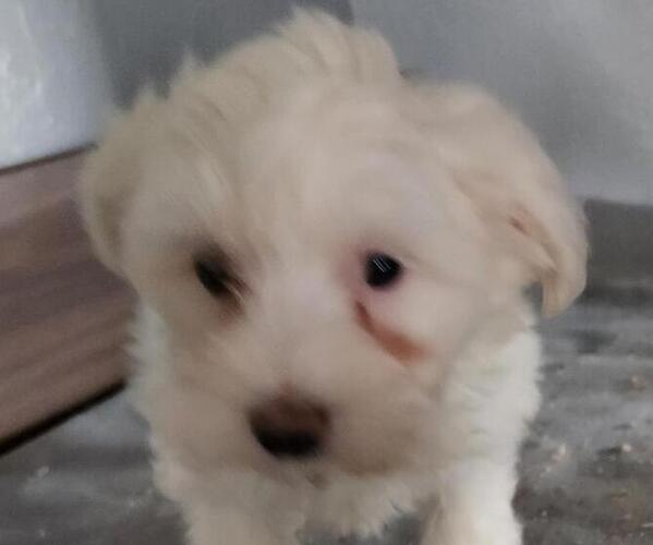 Medium Photo #5 Coton de Tulear Puppy For Sale in LAGRANGE, IN, USA