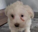 Small Photo #5 Coton de Tulear Puppy For Sale in LAGRANGE, IN, USA